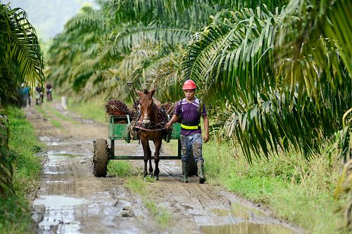 Un piccolo produttore con il suo cavallo in una piantagione di olio di palma.
