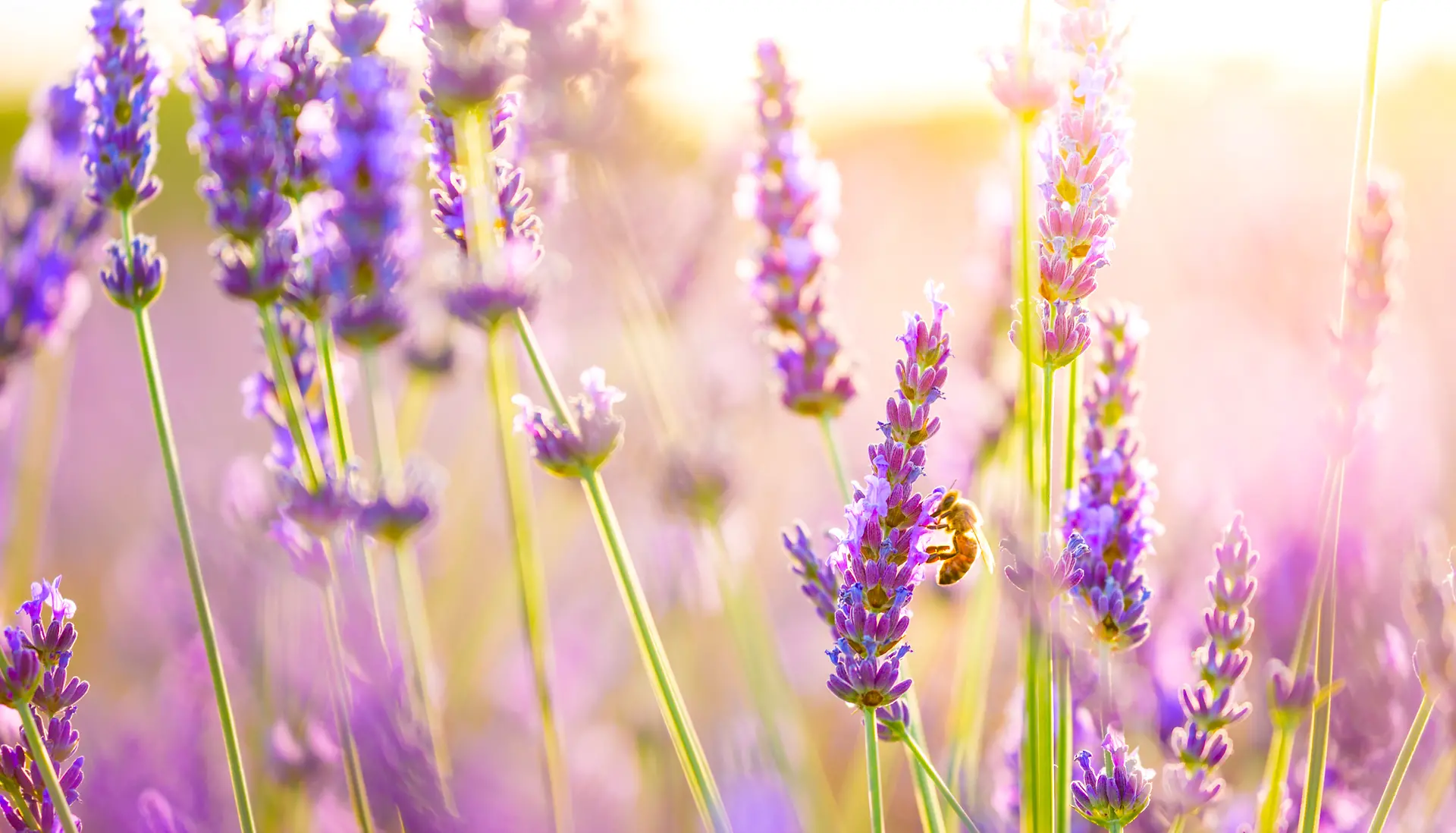 Campo di lavanda