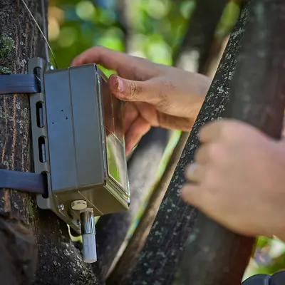 posa sensori Prospettiva Terra sugli alberi a Milano