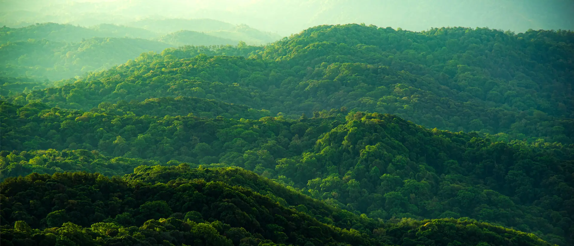 Foresta