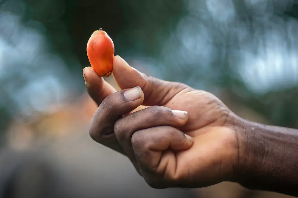 Un frutto di palma fresco è tenuto tra le dita, illuminato da luce naturale che ne valorizza la superficie liscia e la qualità della materia prima.