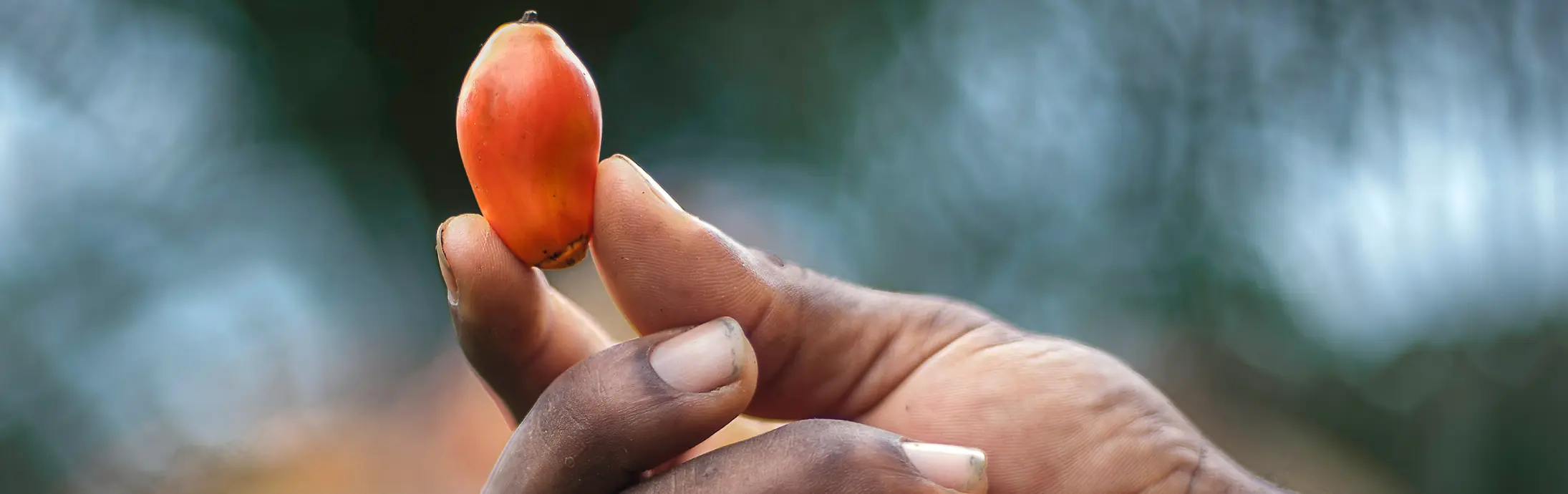 Un frutto di palma fresco è tenuto tra le dita, illuminato da luce naturale che ne valorizza la superficie liscia e la qualità della materia prima.