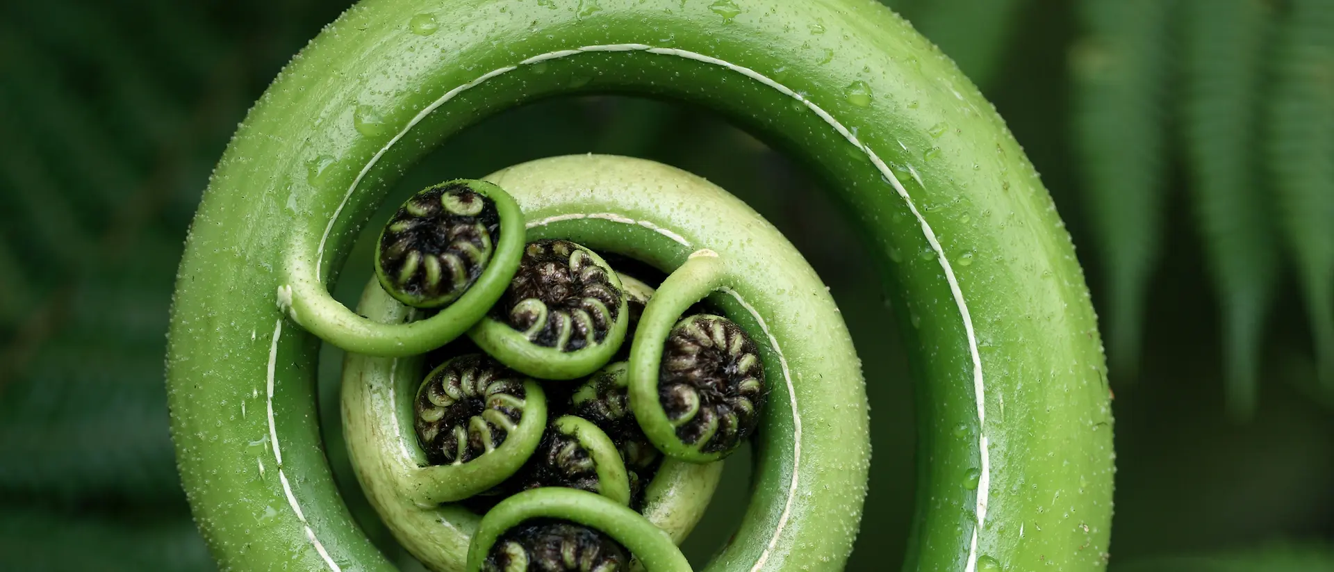 Primo piano di un muschio verde brillante con sottili steli rossi che emergono, ciascuno con piccole gocce d’acqua. Lo sfondo è leggermente sfocato, mettendo in risalto la texture e l’umidità del muschio.