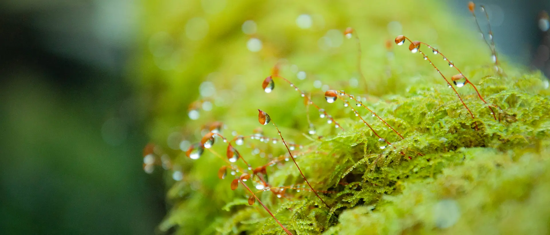Primo piano di un muschio verde brillante con sottili steli rossi che emergono, ciascuno con piccole gocce d’acqua. Lo sfondo è leggermente sfocato, mettendo in risalto la texture e l’umidità del muschio.