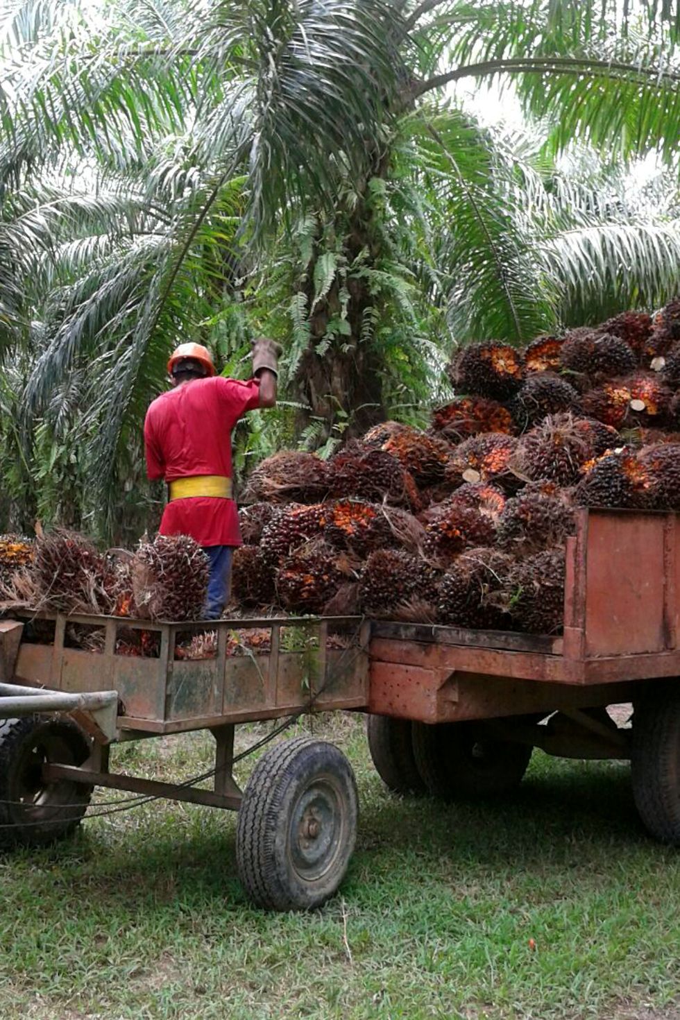 Collection of fresh palm fruit bunches for processing by the mill