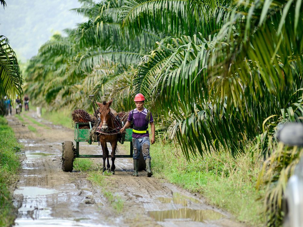 Un uomo al lavoro in una piantagione di olio di palma sostenibile in Honduras.