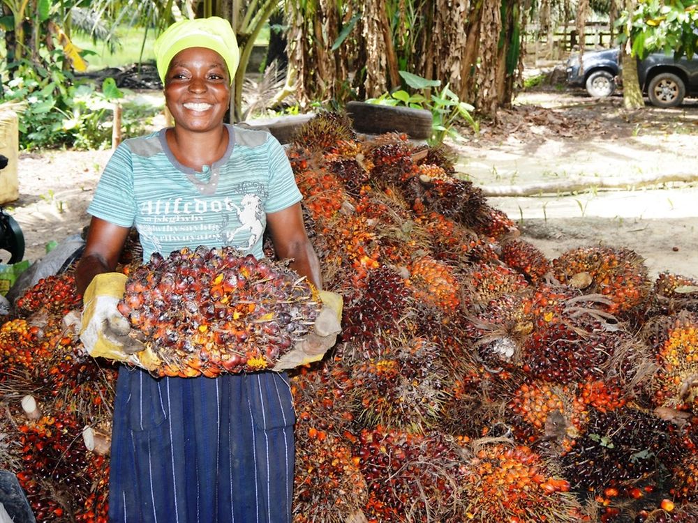 A female worker at Justice Farms holding a bunch of oil palm fruits